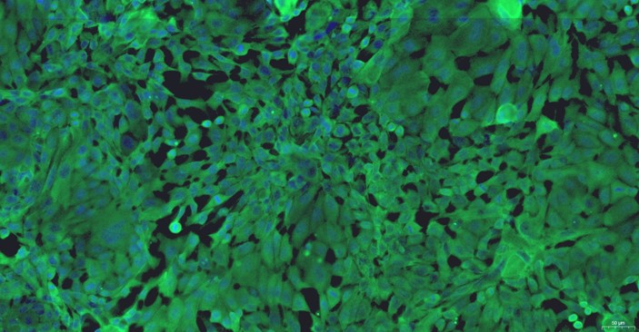 Primary Canine Prostate Epithelial Cells (PrEC)