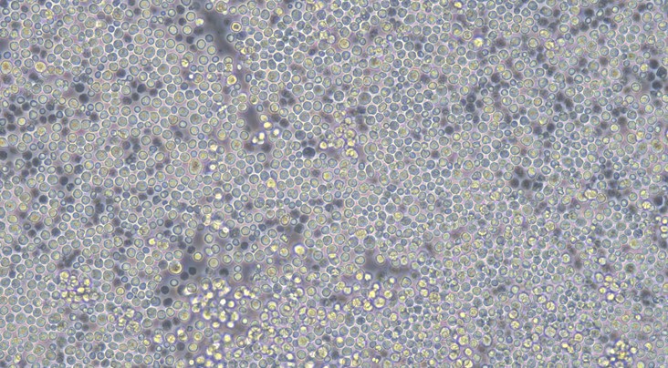 Primary Canine Peripheral Blood Mononuclear Cells (PBMC)