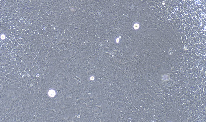 Primary Rat Bladder Epithelial Cells (BEC)