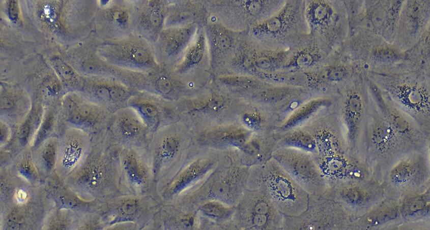 Primary Mouse Gastric Epithelial Cells (GEC)