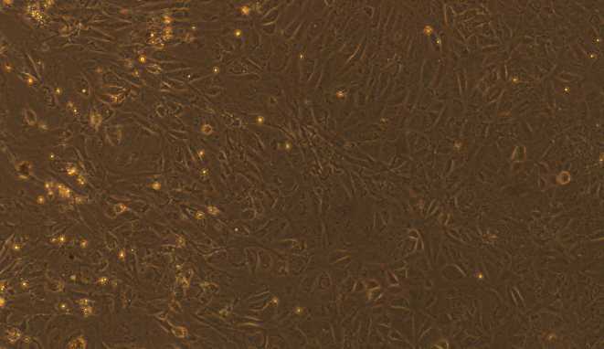 Primary Rat Gastric Epithelial Cells (GEC)