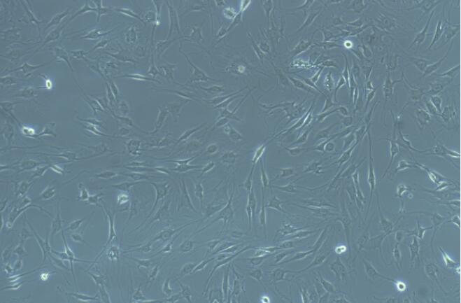 Primary Rat Endothelial Progenitor Cells (EPC)