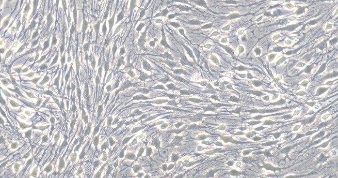 Primary Canine Trigeminal ganglion neuron cells (TGN)