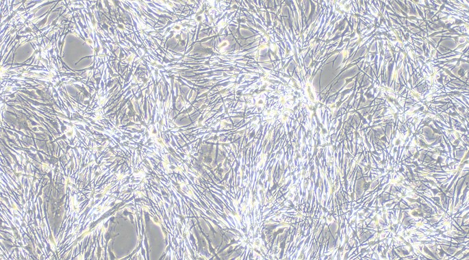Primary Canine Spinal Cord Astrocytes (SCA)