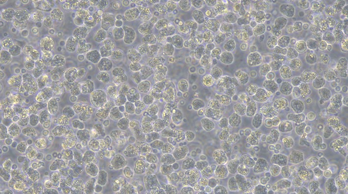 Primary Canine Hepatocyte (Hep)
