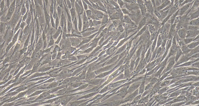 Primary Canine Placental Mesenchymal Stem Cells (PMSC)