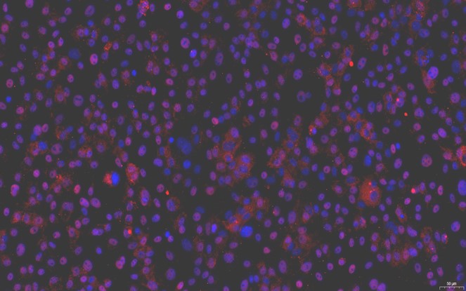 Primary Caprine Ovarian Granulosa Cells (OGC)
