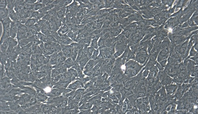 Primary Feline Ovarian Granulosa Cells (OGC)
