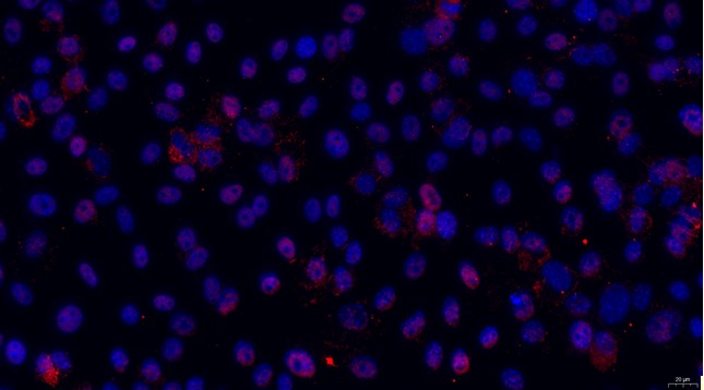 Primary Rat Ovarian Granulosa Cells (OGC)