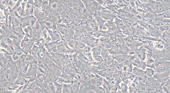 Primary Rabbit Ovarian Granulosa Cells (OGC)