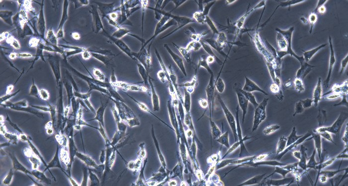Primary Canine Tendon Cells (TC)