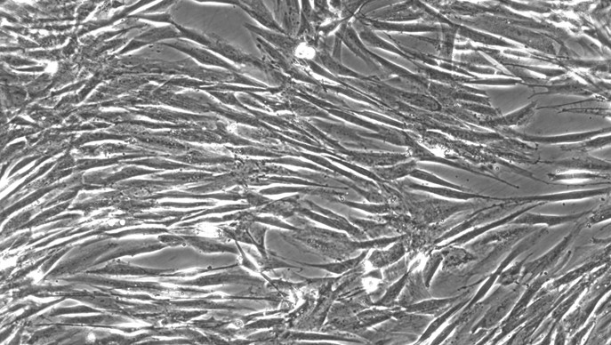 Primary Canine Tendon Cells (TC)