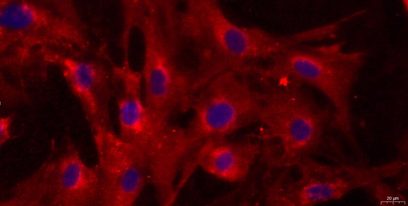 Primary Caprine Tendon Cells (TC)