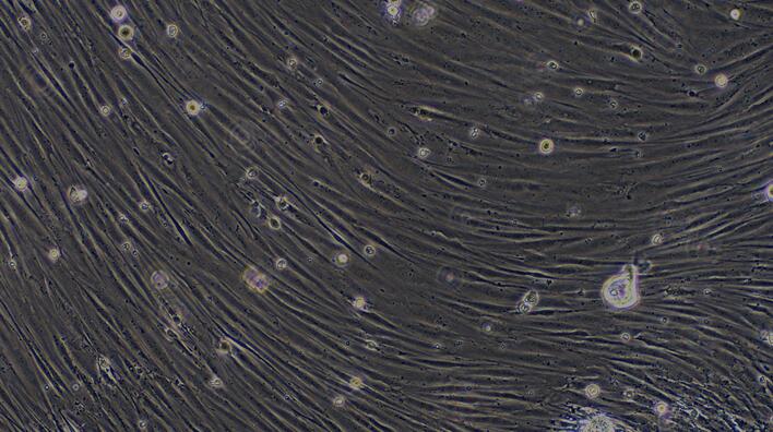 Primary Canine Corneal Stromal cells (CSC)