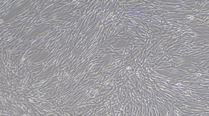 Primary Canine Corneal Stromal cells (CSC)