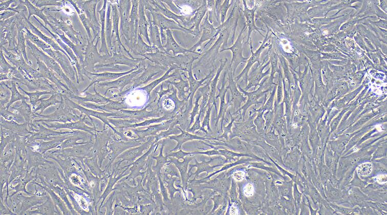 Primary Caprine Tendon Stem Cells ( TDSC)