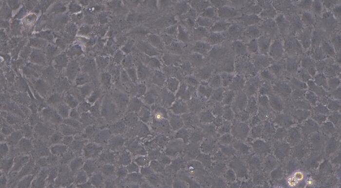 Primary Rat Tendon Stem Cells ( TDSC)