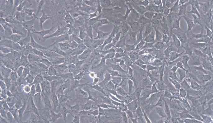 Primary Feline Meniscus Fibrochondrocytes (MFCs)