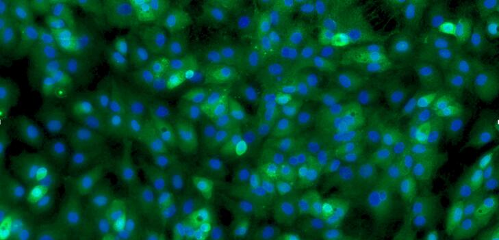 Primary Rat Meniscus Fibrochondrocytes (MFCs)