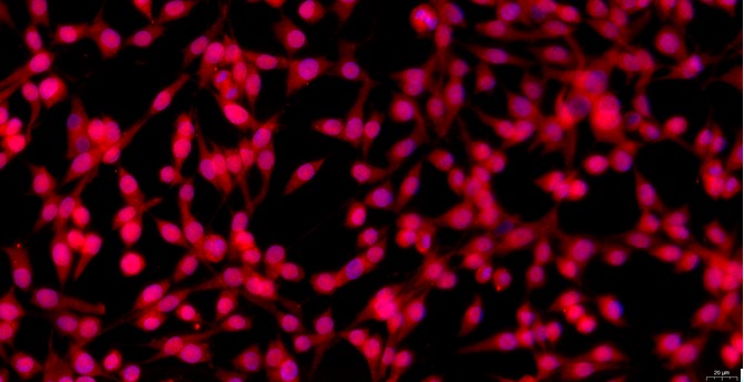 Primary Feline Auricular Chondrocytes (ACC)