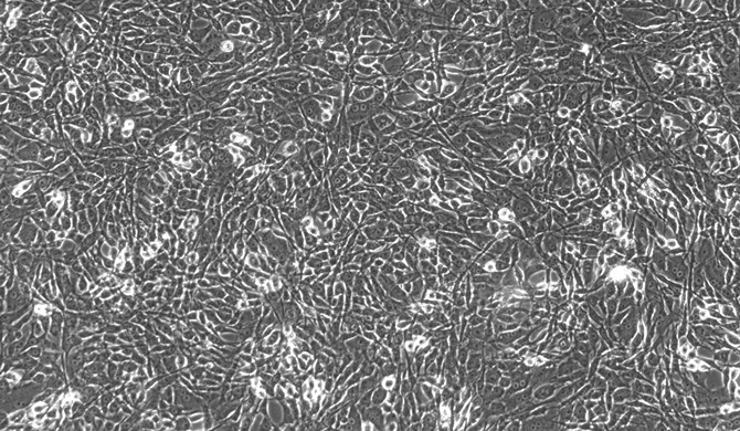 Primary Feline Auricular Chondrocytes (ACC)