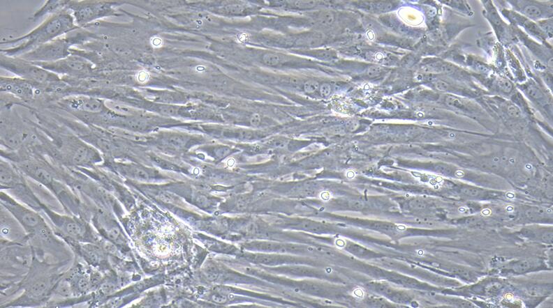 Primary Caprine Corpus Cavernosum Smooth Muscle Cells (CCSM)