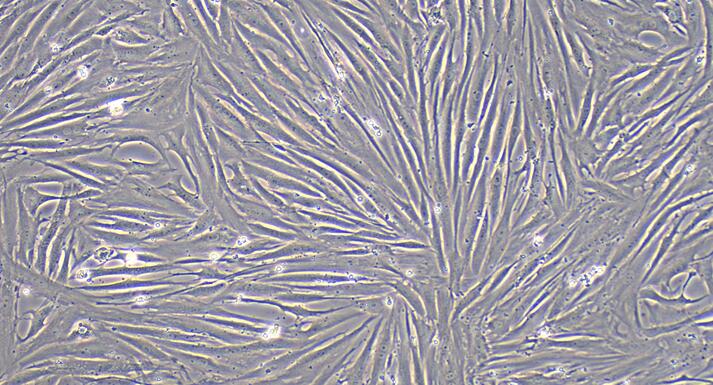 Primary Rabbit Urethral Smooth Muscle Cells (UrSMC)