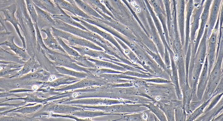 Primary Rabbit Urethral Smooth Muscle Cells (UrSMC)