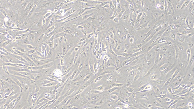 Primary Canine Vas Deferens Epithelial Cells (VDEC)