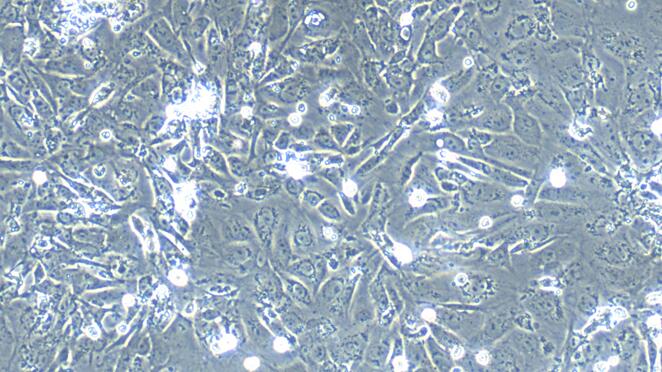 Primary Mouse Tubal Epithelial Cells (TuEC)