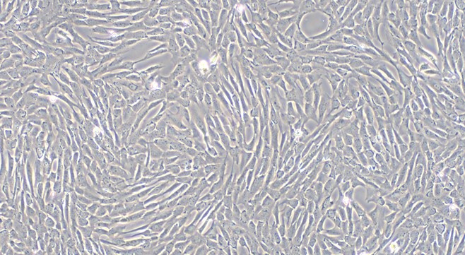 Primary Canine Cardiac Valve Interstitial Cells (CVIC)