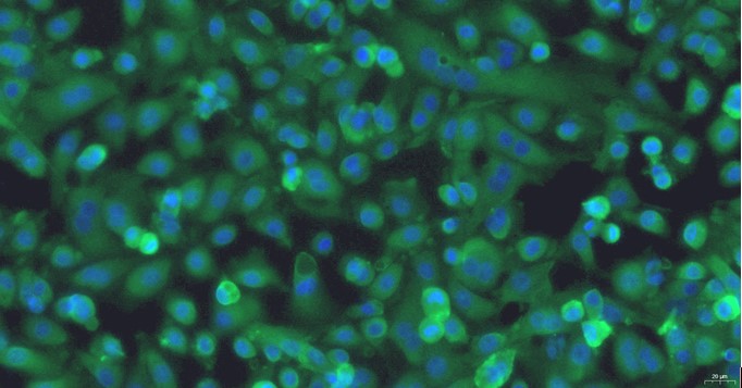 Primary Canine Pericardial Mesothelial Cells (PeMC)