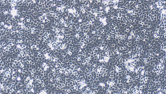 Primary Canine Pericardial Mesothelial Cells (PeMC)