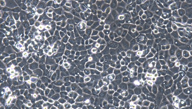 Primary Canine Pericardial Mesothelial Cells (PeMC)