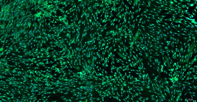Primary Canine Epididymal Smooth Muscle Cells (EpSMC)