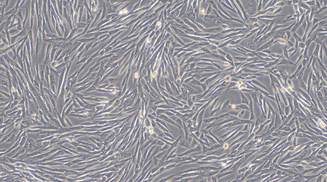 Primary Canine Epididymal Smooth Muscle Cells (EpSMC)