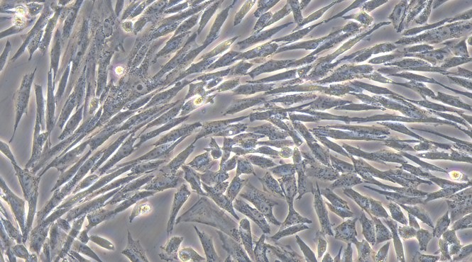 Primary Canine Epididymal Smooth Muscle Cells (EpSMC)