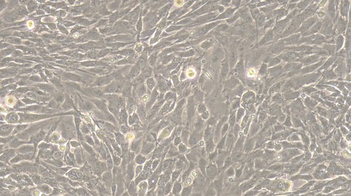 Primary Rat Lingual Muscle Skeletal Muscle Cells (LMSMC)