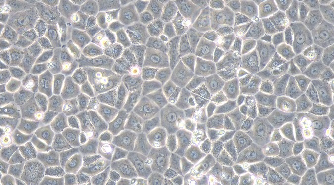 Primary Rat Lingual Epidermal Cells (LiEC)