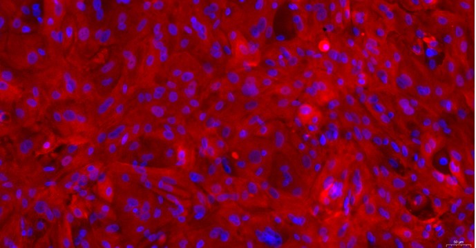 Primary Canine Nasal Mucosal Epithelial Cells (NMEC)