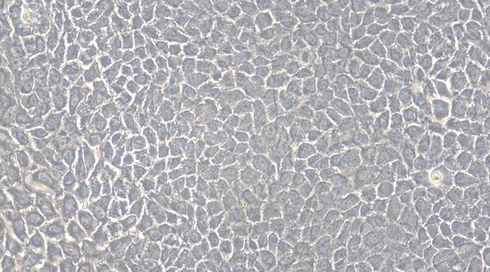Primary Canine Nasal Mucosal Epithelial Cells (NMEC)