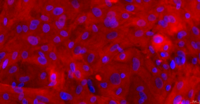 Primary Canine Nasal Mucosal Epithelial Cells (NMEC)