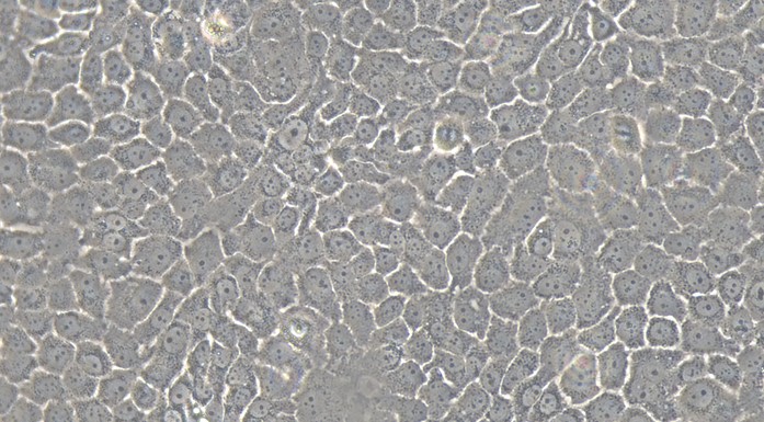 Human BxPC-3 Pancreatic Cancer Cells (BxPC-3)