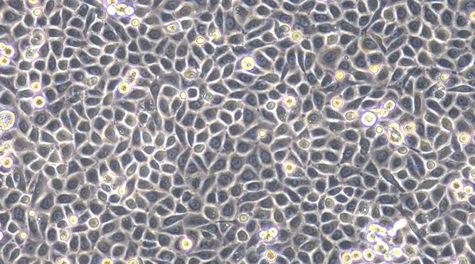 Primary Feline Oral Mucosal Epithelial Cells ( OMEC)