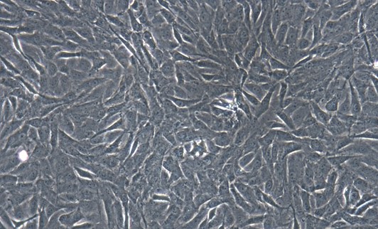 Primary Cavia Carotid Artery Endothelial Cells (CAEC)