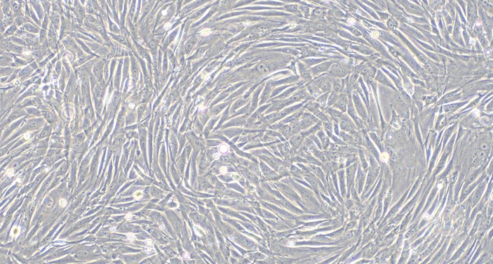 Primary Rabbit Carotid Artery Endothelial Cells (CAEC)