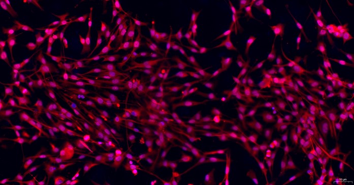 Primary Canine Satellite Glial Cells (SGC)