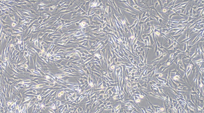 Primary Canine Satellite Glial Cells (SGC)