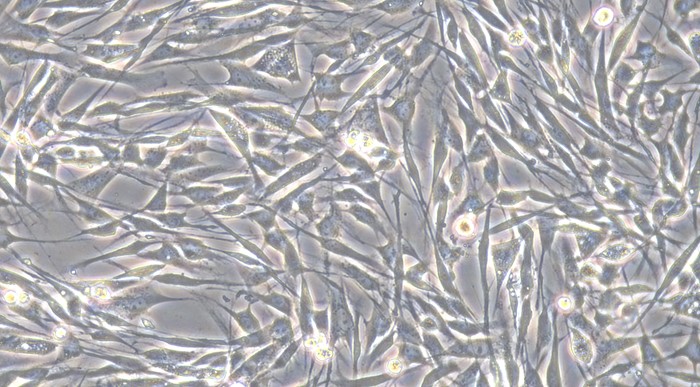 Primary Canine Satellite Glial Cells (SGC)
