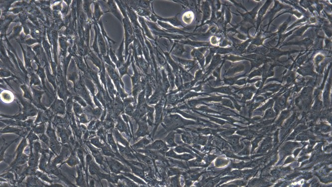 Primary Feline Satellite Glial Cells (SGC)